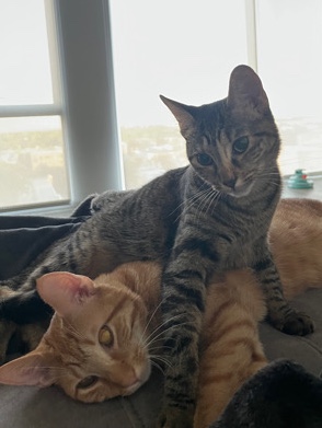 Bonded Male & Female Cats