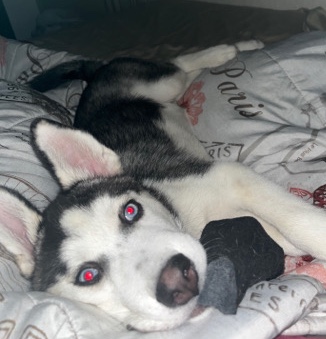 Siberian Husky – Rocco