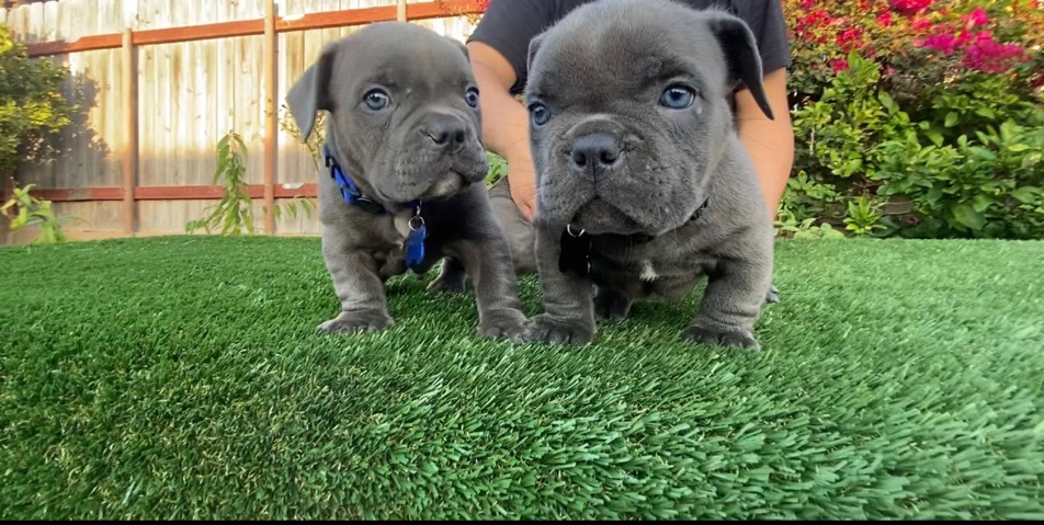 micro American Bully