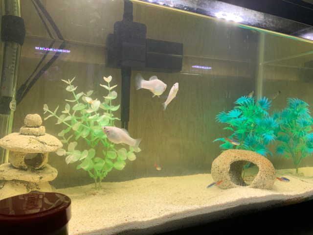 Mollies – fish