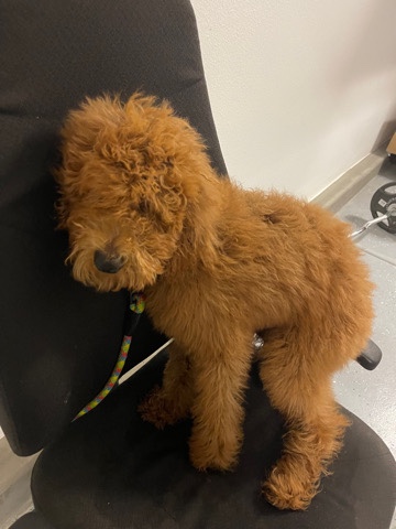 Poodle – red goldendoodle