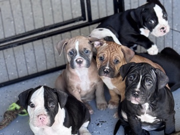 French Bulldog – Half frenchie half pitbull. – Beaumont