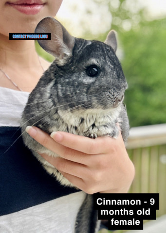 chinchilla – Cinnamon - Chinchilla