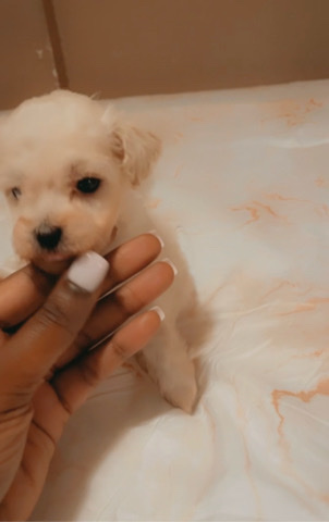 Maltese – 6 week puppies