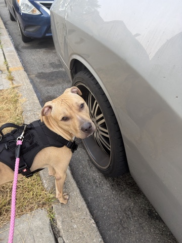 American Pit Bull Terrier – Rehome – East Orange