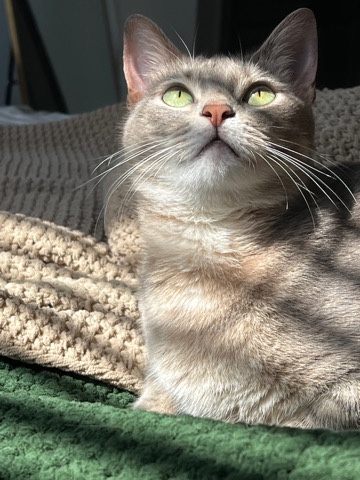 Greenly The Gray Cat