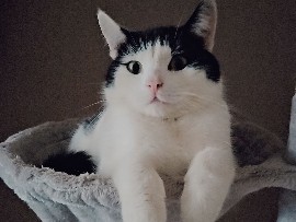 Kater sucht ein neues kinderfreies Zuhause – Neuss