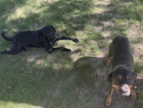 Rottweiler – Please share! 2 siblings. – Arnold