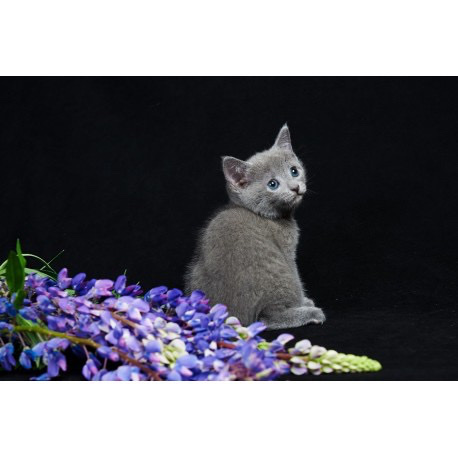 Russian Blue – russian blue for sale. Hypoallergenic!!