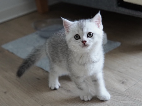 British Shorthair - 🐾 Mutiger britischer Kater aus Berlin available for adoption in Aichach