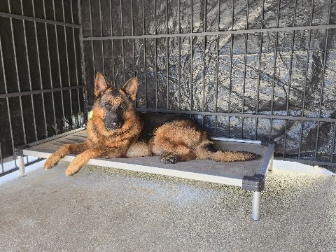 Buy German Shepherd Rehoming dog in Miami