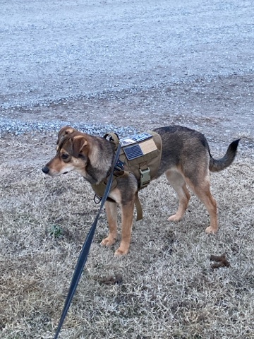 German Shepherd – needs a good home