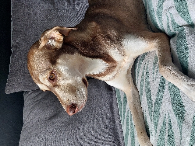 Vizsla – Lexi