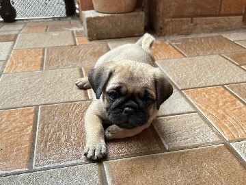 selling pug puppies
