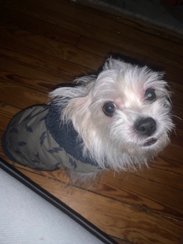 Shih Tzu – GiGi