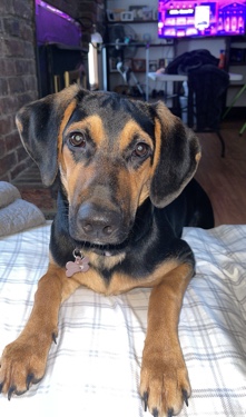 German Shepherd – Bailey German Shepard/bloodhound