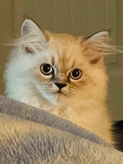 Persian (Traditional) – Traditional Persian Himalayan Kitten