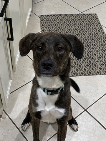 German Shepherd – Dog needing new home