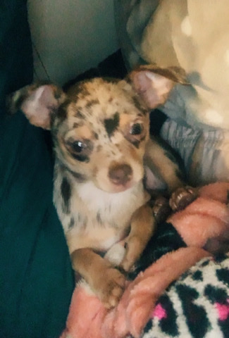 Chihuahua – puppy for sale