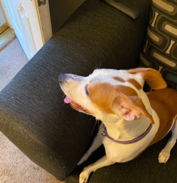 American Pit Bull Terrier – pit bull mix