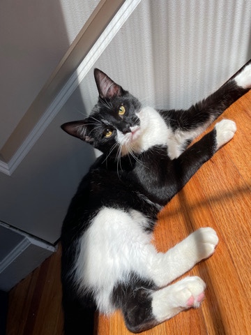 male cat
