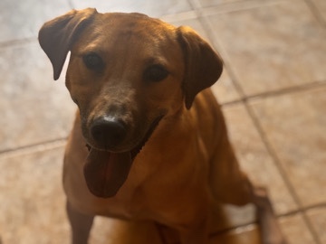 Rehoming German Shepard mix