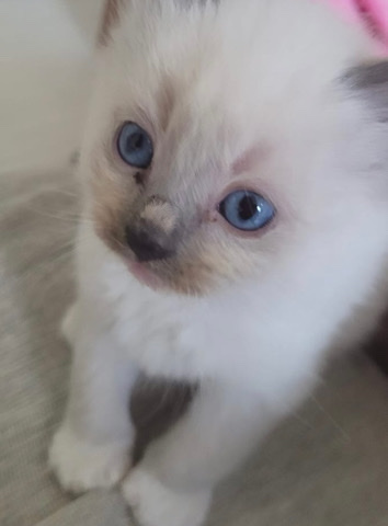 Ragdoll – Beatifull Ragdoll kitten