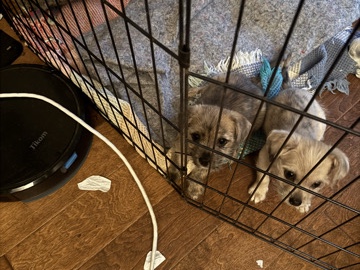 Mixed Breed – (((((Pin tzu))))))) – Los Angeles