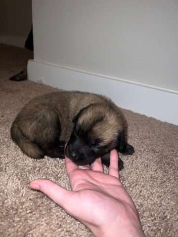 German Shepherd – German Shepard puppies