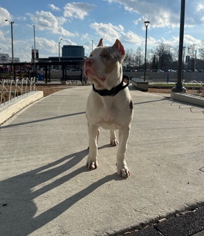 American Bulldog – American bull dog