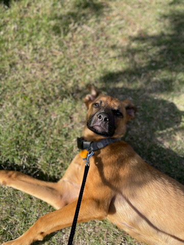Belgian Shepherd Dog (Malinois) – belgian malinois