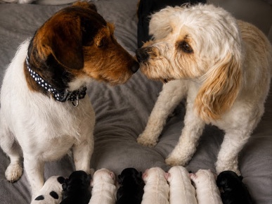 Cockapoo – jackapoo pups for sale – Rhyl