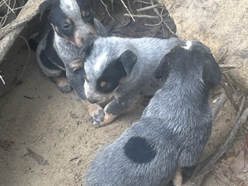 Australian Cattle Dog – blue heeler puppies