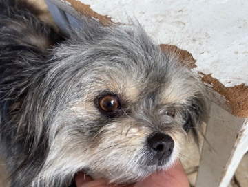 Yorkshire Terrier – dog she is a female she is a yorki plus chiwawa