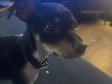 Chihuahua – chihuahua mix puppy – Airway Heights