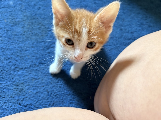Turkish Van – male Turkish van cat Lansing Il – Lansing