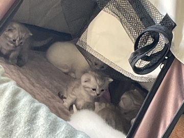 British Shorthair – Süße Katzenbabys suchen liebevolles Zuhause 🐾 – Wangerland