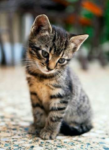 baby kitten