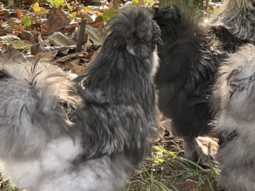 Silkie – silkie roosters – Winder