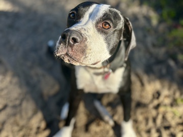 Image of American Pit Bull Terrier