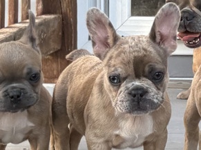 French Bulldog – akc frenchie – Clewiston