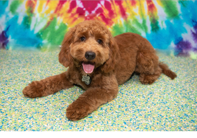 F1B Mini Goldendoodle