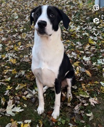 Labrador Retriever – rehome Lab/Border collie mix