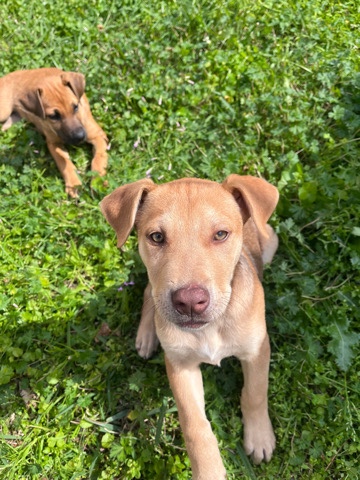 german shepard/ pitbul
