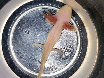 Axolotl – albino axolotl – West Chicago