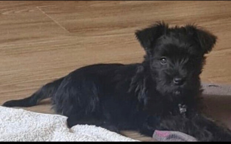 Miniature Schnauzer – kc miniature schnauzer pups – Neath
