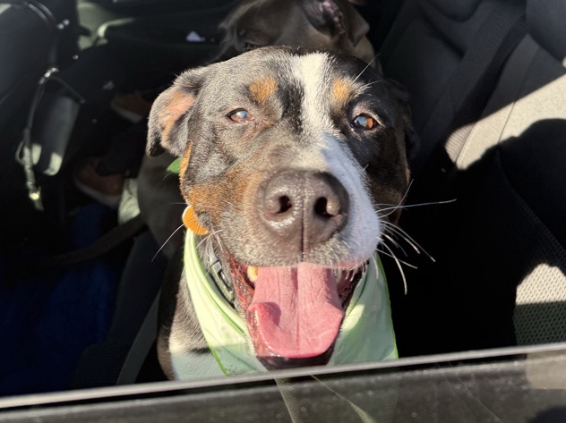 Mixed Breed – Rehoming Bandit – Oswego