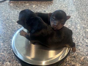 Yorkshire Terrier – Yorkshire Terrier – Houston
