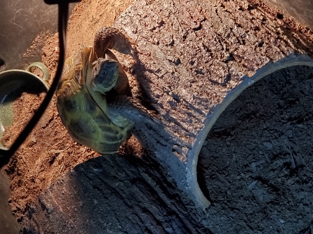 Any – Rehoming Russian Tortoise