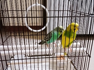 Budgie birds male and female  for sale including food and cage